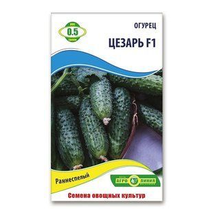 Насіння огірків Цезар F1 0.5 гр 940709931 фото